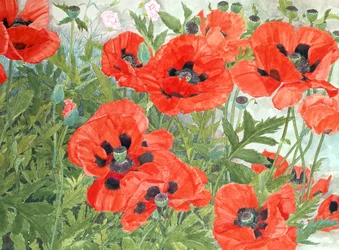 Mohnblumen